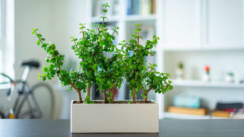 A Tall Indoor Plant Stands for Multiple Plants will Make Any Corner Organized and Ornated